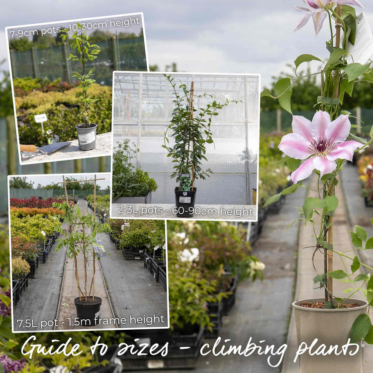 Clematis Plant 'Texensis Princess Diana'