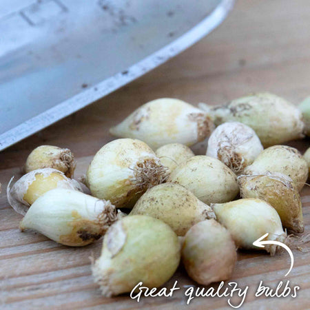 Allium Bulbs 'Caeruleum'