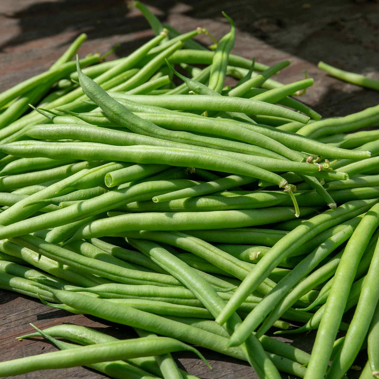 French Bean Climbing Seeds 'Cobra'