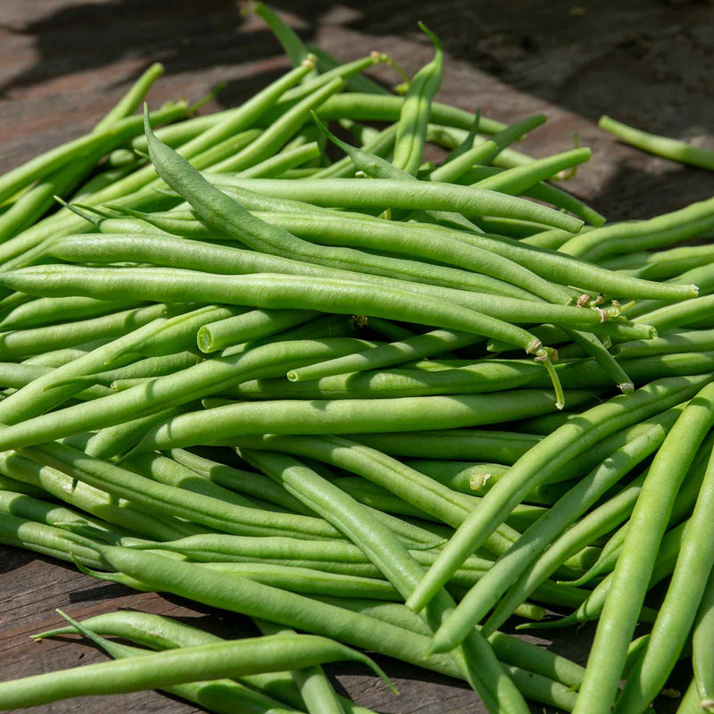 French Bean Climbing Seeds 'Cobra'
