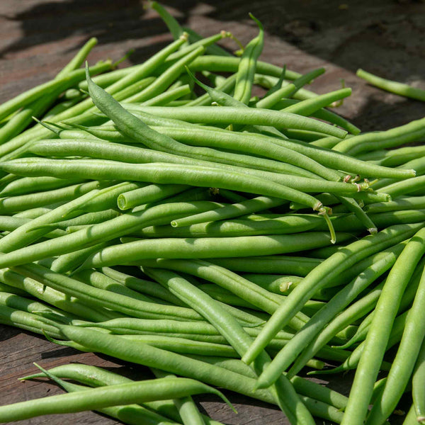 French Bean Climbing Seeds 'Cobra'