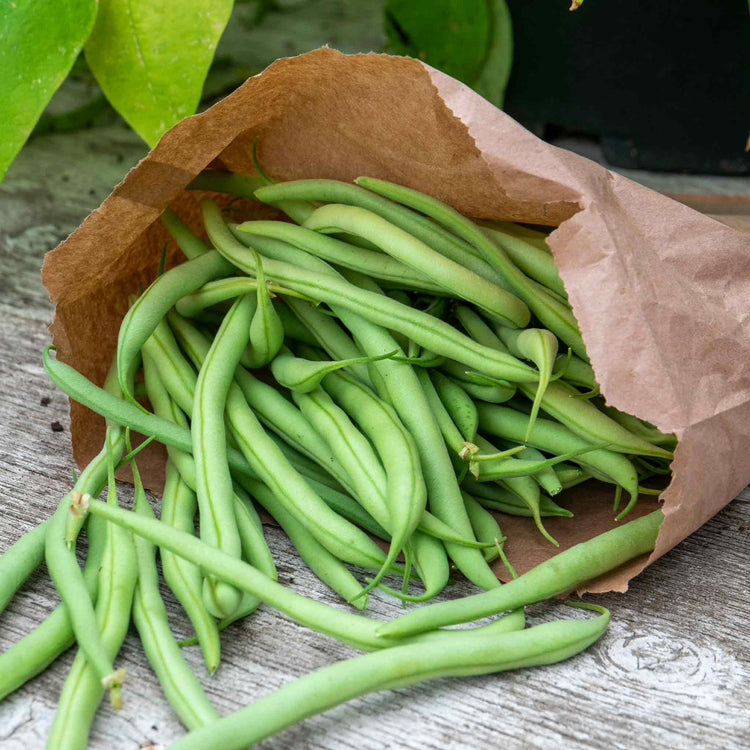 French Bean Climbing Seeds 'Cobra'