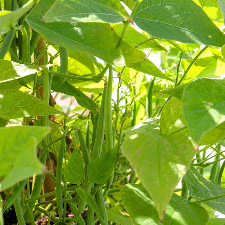 French Bean Climbing Seeds 'Cobra'