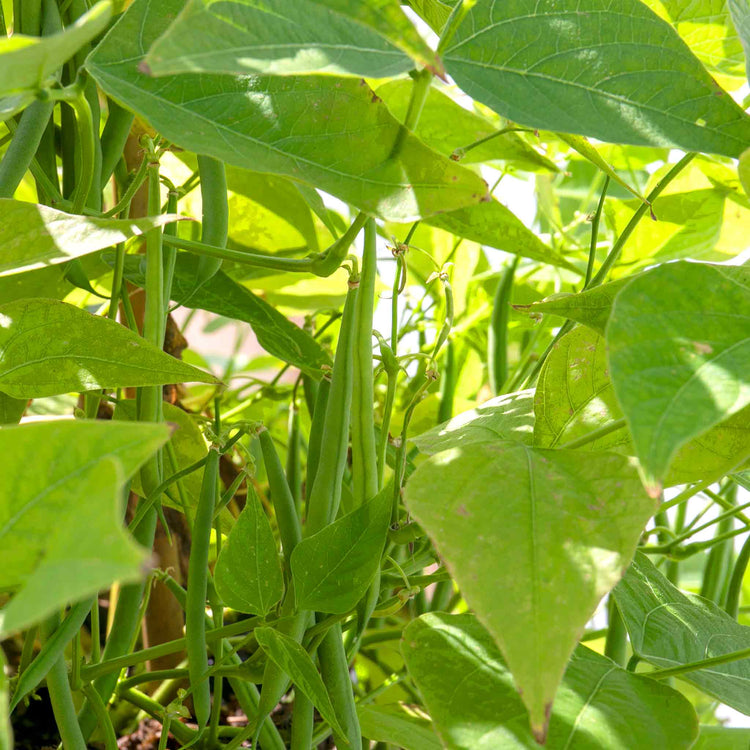 French Bean Climbing Seeds 'Cobra'
