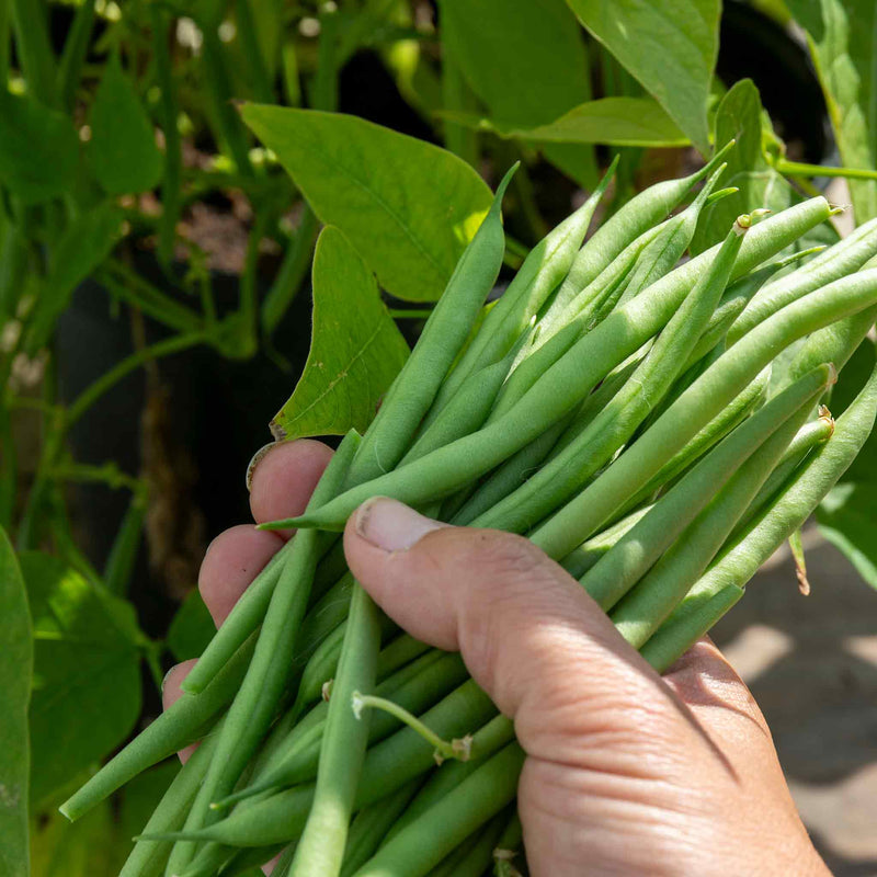 French Bean 'Climbing Cobra'