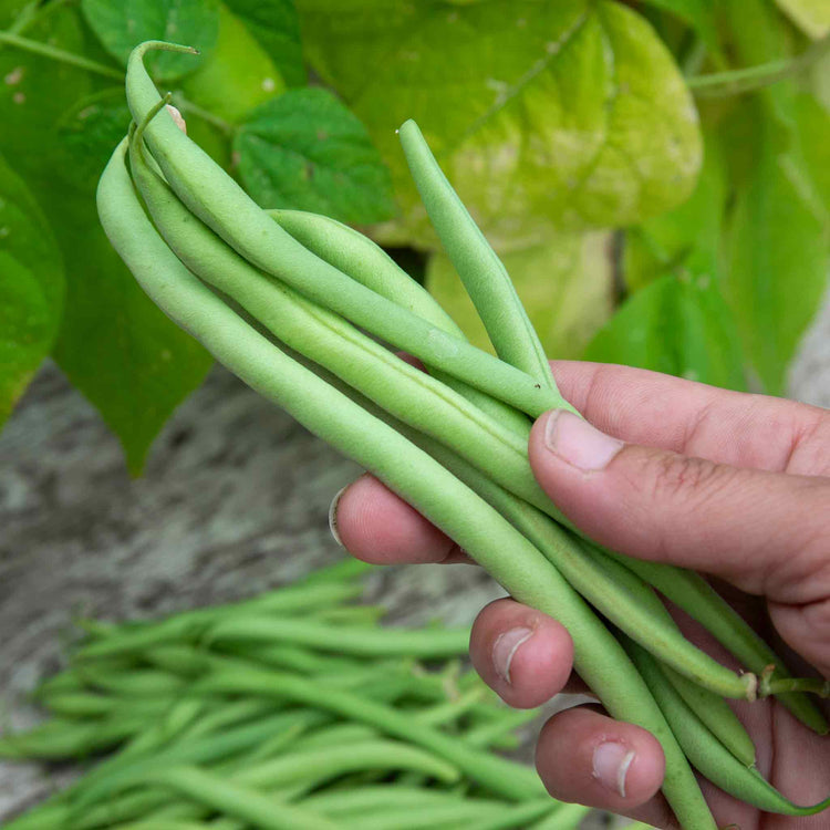 French Bean Climbing Seeds 'Cobra'