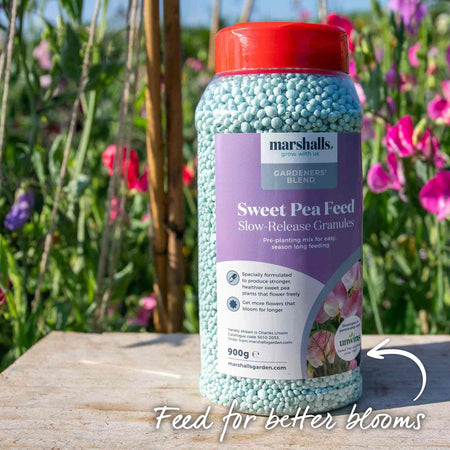 Sweet Pea Plant 'Super Fragrant Collection'