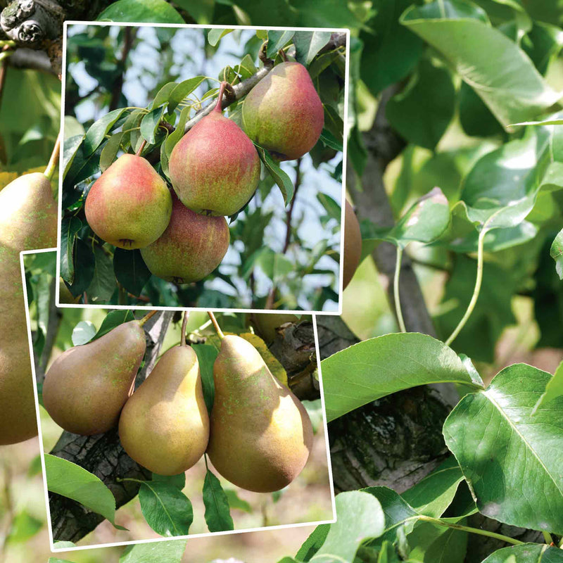 Pear Twin Tree 'Conference & Louise Bonne de Jersey'