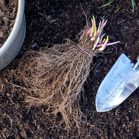 Convallaria Bare Root 'Majalis Rosea'