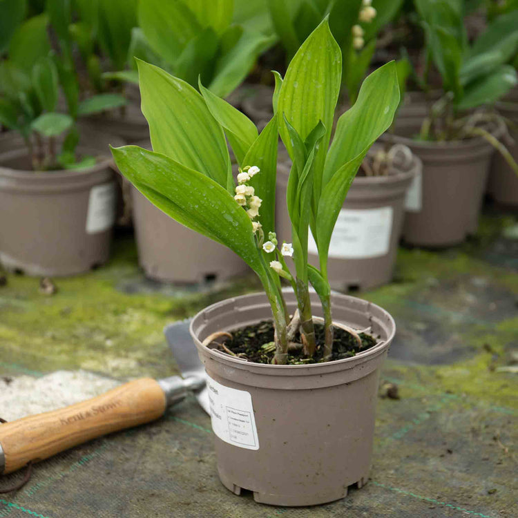 Convallaria Plant 'Majalis'