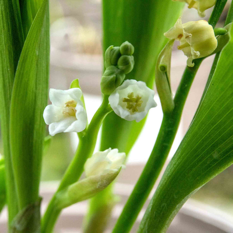 lily of the valley house plant Lily of the Valley Plant