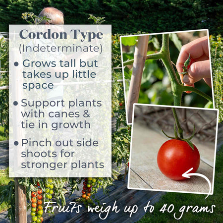 garden crush seeds Tomato Seeds 'Cocktail Crush'