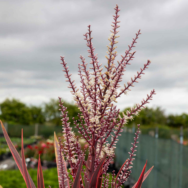 Cordyline 'Charlie Boy'