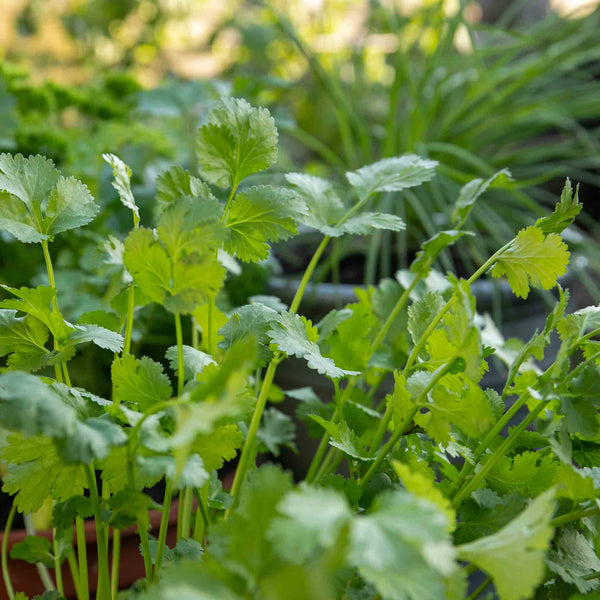 Coriander Seeds 'Calypso'