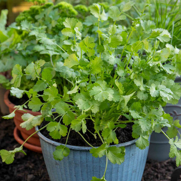 Coriander Plant