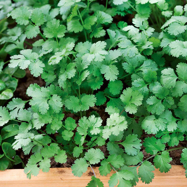 Micro Leaf Seeds 'Coriander'