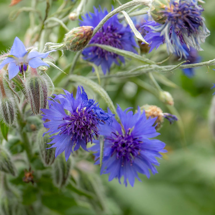 cornflower indoor plant Wildflower Seeds 'Cornflower'