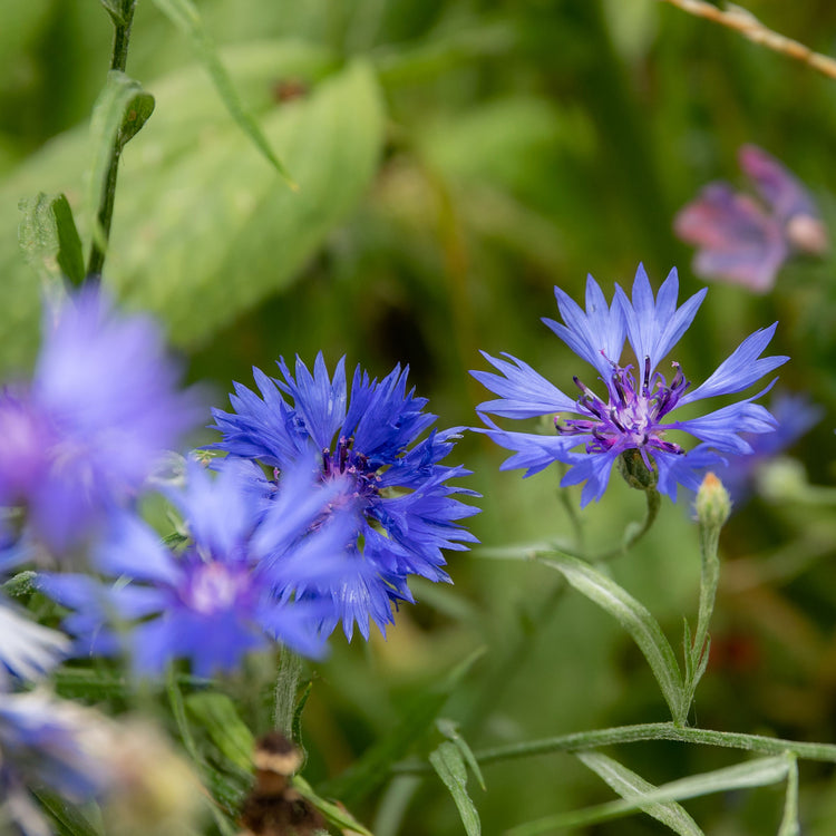 cornflower indoor plant Wildflower Seeds 'Cornflower'