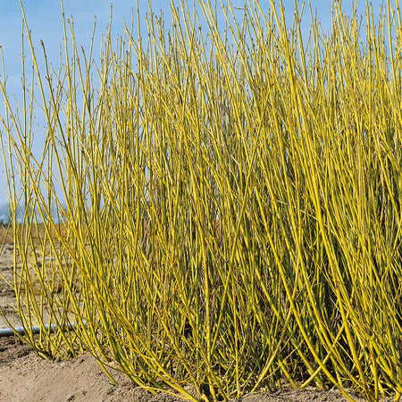 Cornus Stolonifera 'Flaviramea'