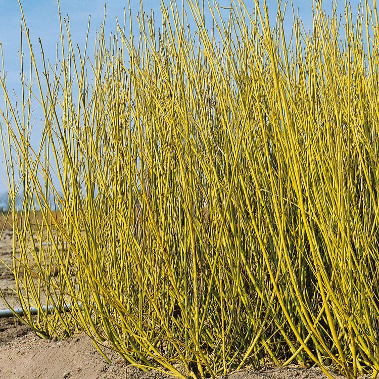 Cornus Stolonifera 'Flaviramea'