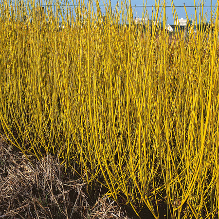 Cornus Stolonifera 'Flaviramea'