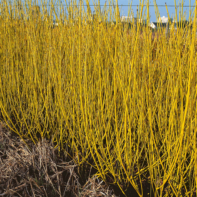 Cornus Stolonifera 'Flaviramea'