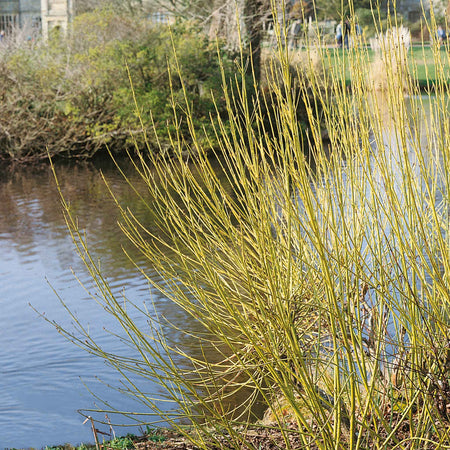 Cornus Stolonifera 'Flaviramea'