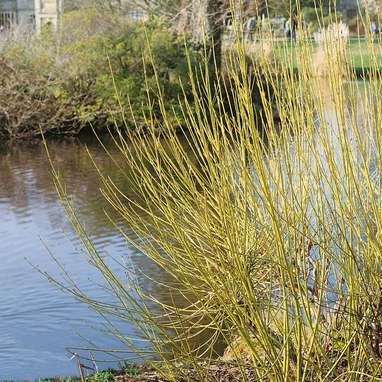 Cornus Stolonifera 'Flaviramea'