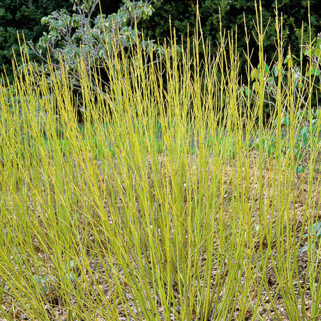 Cornus Stolonifera 'Flaviramea'