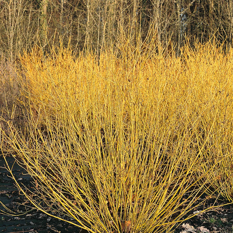 Cornus Stolonifera 'Flaviramea'