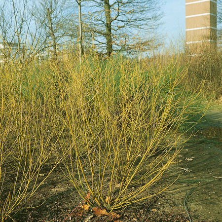 Cornus Stolonifera 'Flaviramea'