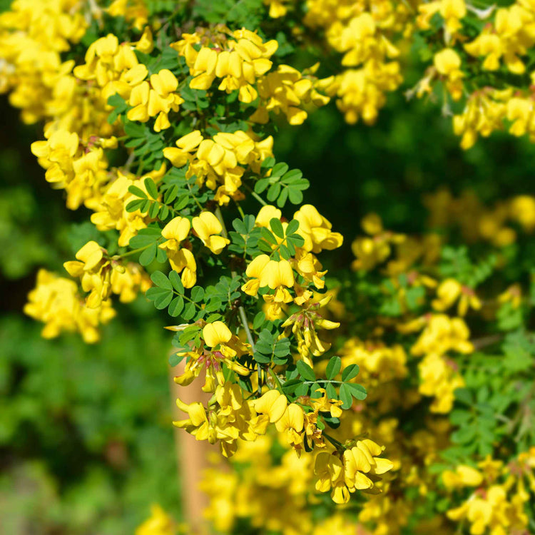 Coronilla 'Glauca Citrina'