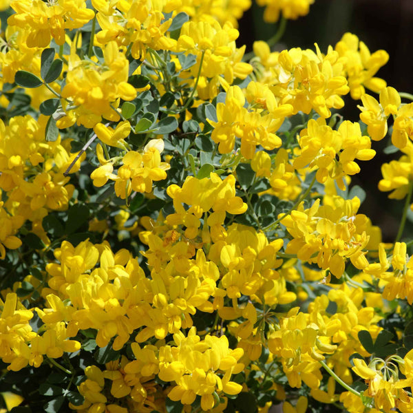 Coronilla 'Glauca Citrina'