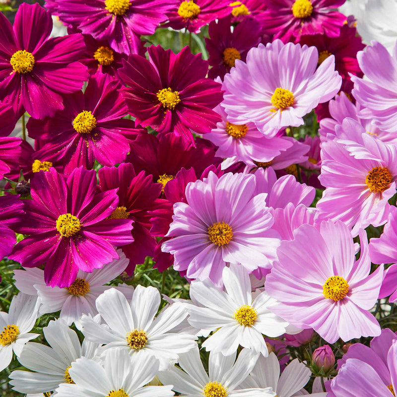Cosmos Plant 'Apollo Mixed'
