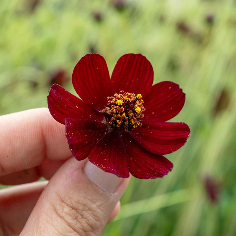 Cosmos 'Chocamocha'