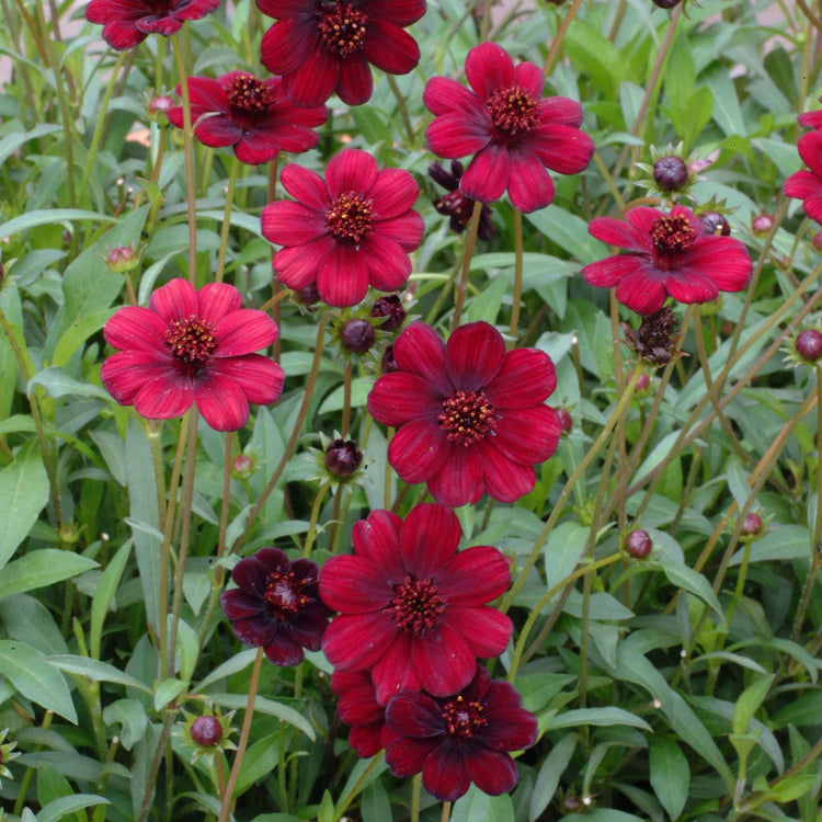 Cosmos 'Chocamocha'