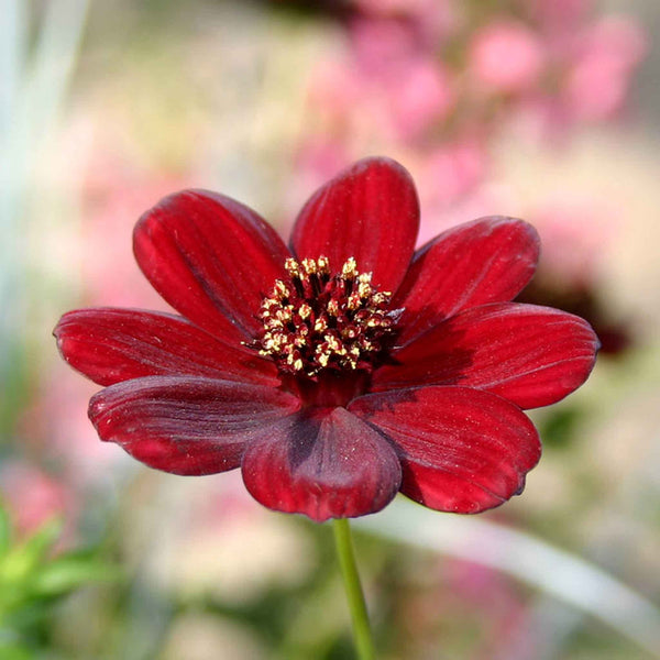 Cosmos Plant 'Chocamocha'