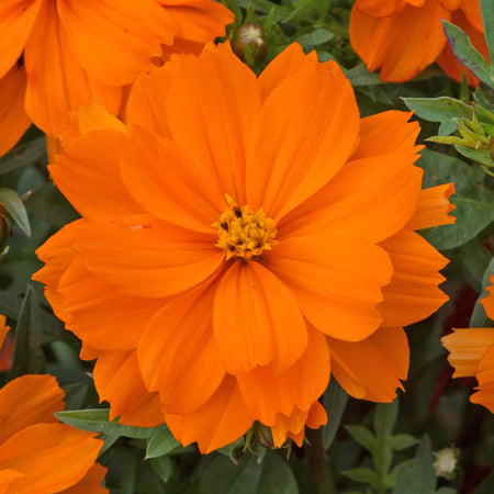 Cosmos 'Mandarin'