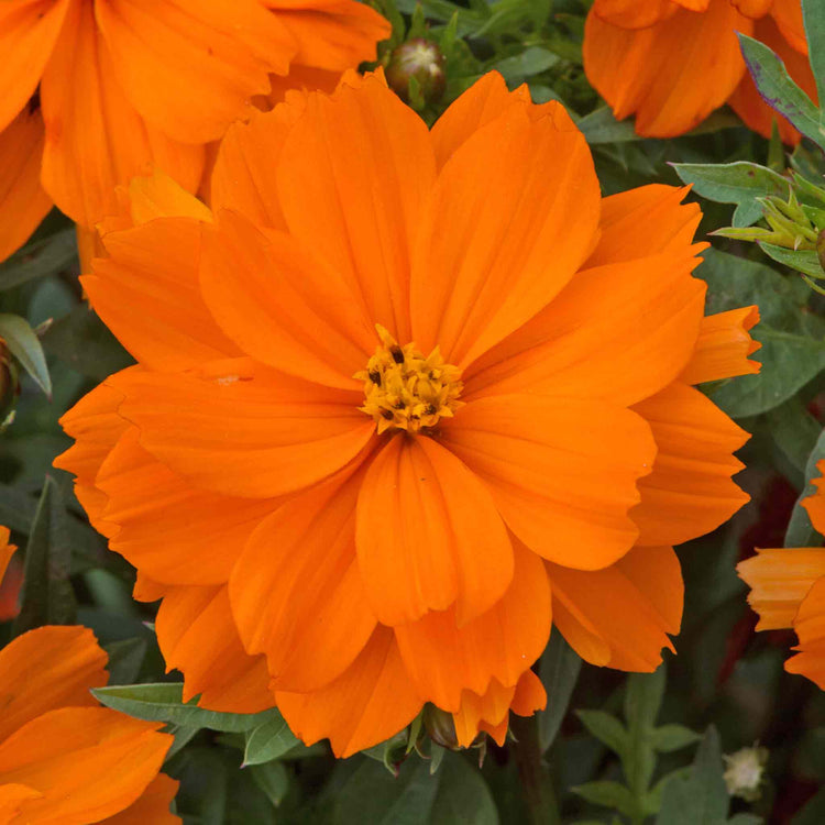 Cosmos 'Mandarin'