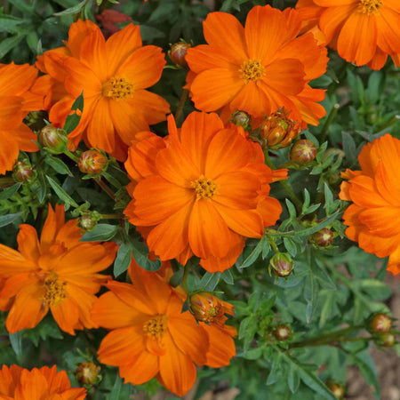 Cosmos 'Mandarin'