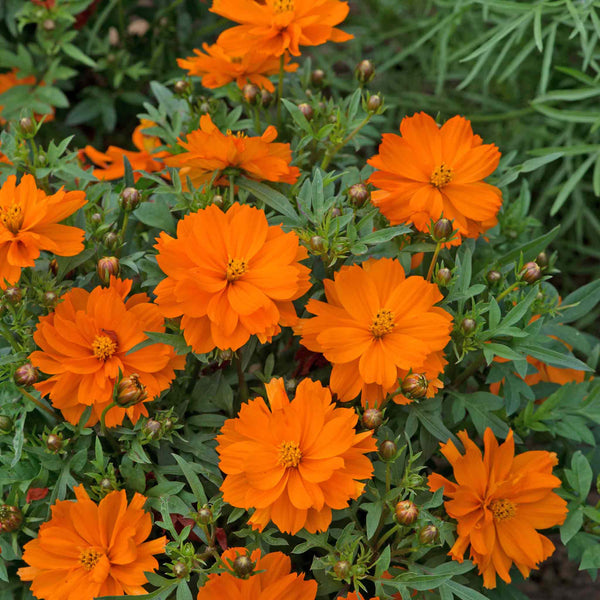Cosmos Plant 'Mandarin'