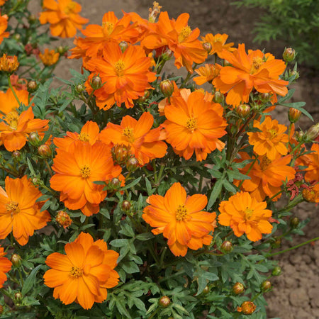 Cosmos 'Mandarin'