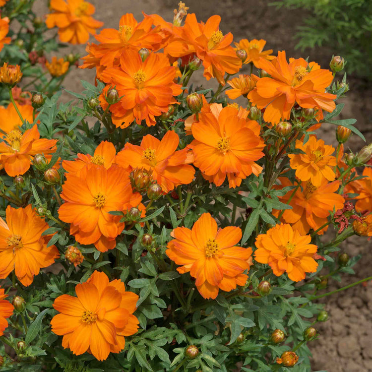 Cosmos 'Mandarin'