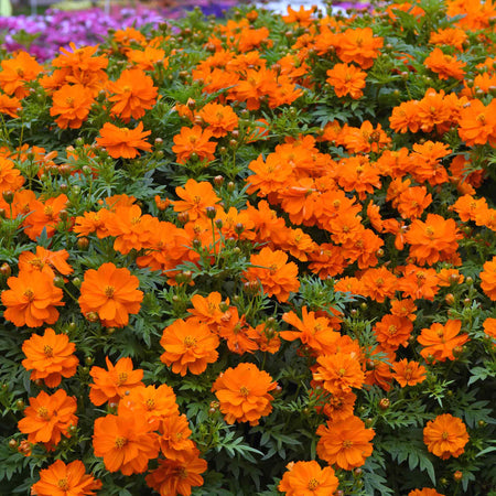 Cosmos 'Mandarin'