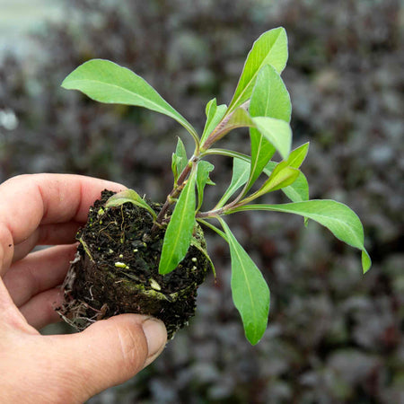 Cosmos Plant 'Cherry Chocolate'