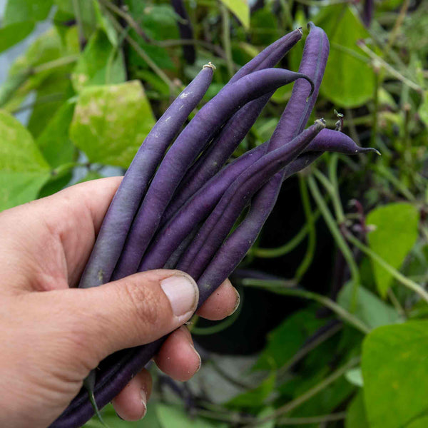 French Bean Plant 'Climbing Cosse Violette'