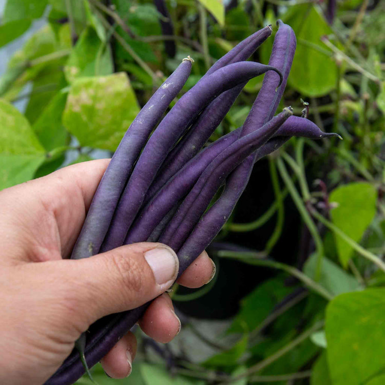 French Bean 'Summer Medley Mix'