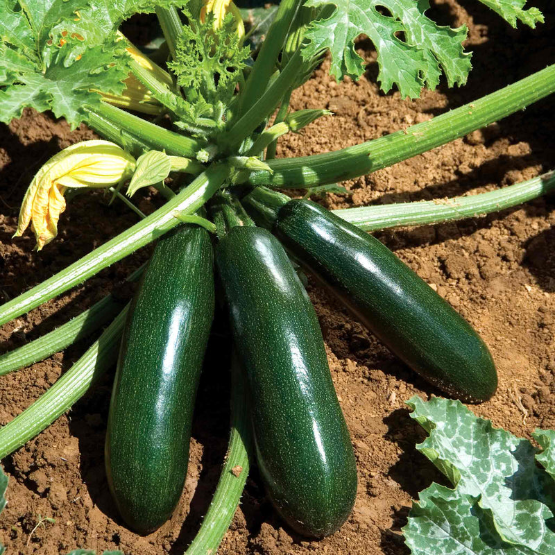 Courgette Plant 'Astia Patio'