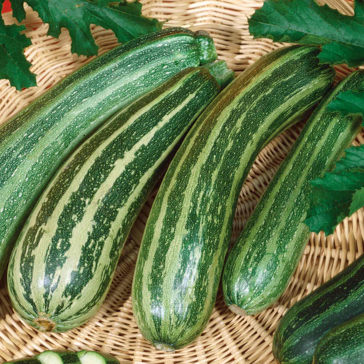 Courgette Collection