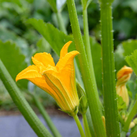 Courgette Plant 'Green Defender'